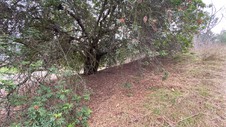 Enlarge photo 94
