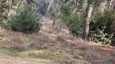 Enlarge photo 260
