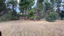 Enlarge photo 270