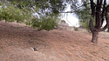 Enlarge photo 353