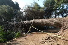 Enlarge photo 35