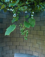 Enlarge photo 49