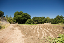 Plateau Meadow - Golden Oak Ranch