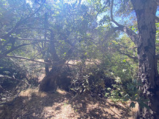 Enlarge photo 170