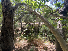 Enlarge photo 171