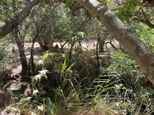 Enlarge photo 172