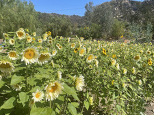 Enlarge photo 105