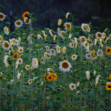 Enlarge photo 109