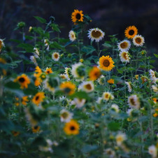 Enlarge photo 110