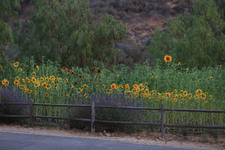 Enlarge photo 111