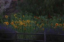 Enlarge photo 113