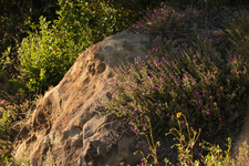 Enlarge photo 80