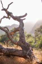 Enlarge photo 37