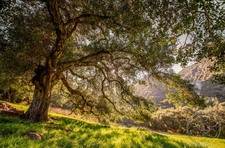 Enlarge photo 40