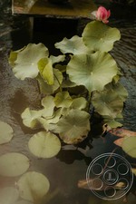 Enlarge photo 57