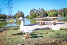 Whittier Narrows