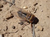 Enlarge photo 17