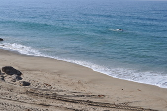 WESTWARD BEACH - DUNES