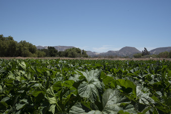 BEYLIK FAMILY FARM