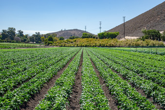 UNDERWOOD FAMILY FARMS