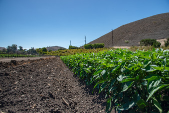 Enlarge photo 3