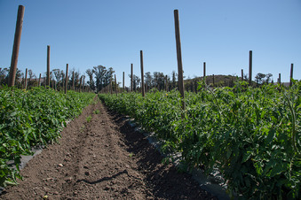 Enlarge photo 12