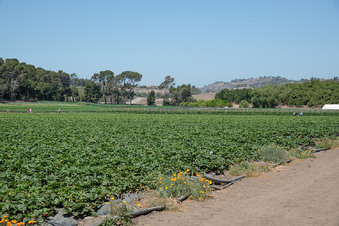 Enlarge photo 30