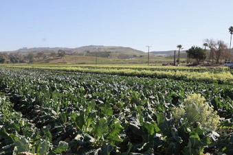 Enlarge photo 35