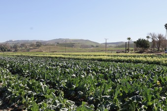 Enlarge photo 45