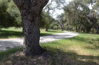 China Flats -Ventura Farms -TO