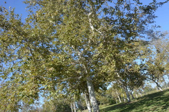 Enlarge photo 45