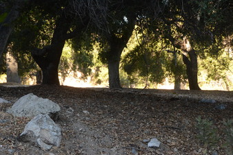 Enlarge photo 54