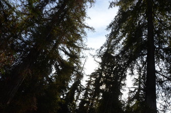 Enlarge photo 16