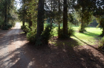 Wilson Redwoods Meadow -Griffith Park