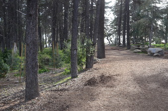 Cedar Grove -Griffith Park