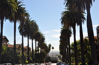 CAMINO PALMERO