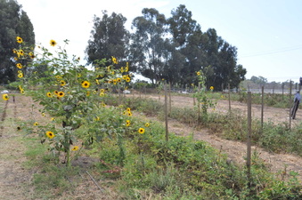 FARMS & JOGGING NEARBY