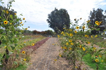 Enlarge photo 3