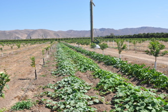 SANTA PAULA AREA