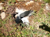 Enlarge photo 12