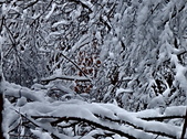 Enlarge photo 71