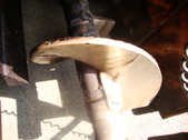 Enlarge photo 29