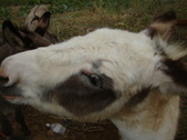 Enlarge photo 249