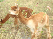 Enlarge photo 252
