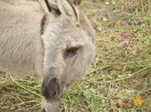 Enlarge photo 254