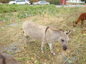 Enlarge photo 255