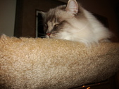 Enlarge photo 398