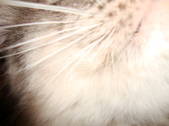Enlarge photo 399