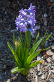 Enlarge photo 73