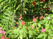 Enlarge photo 30
